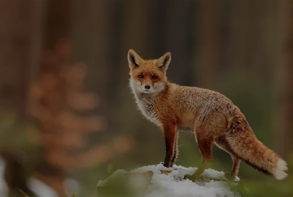 wildlife location study fueled by Cuebiq data