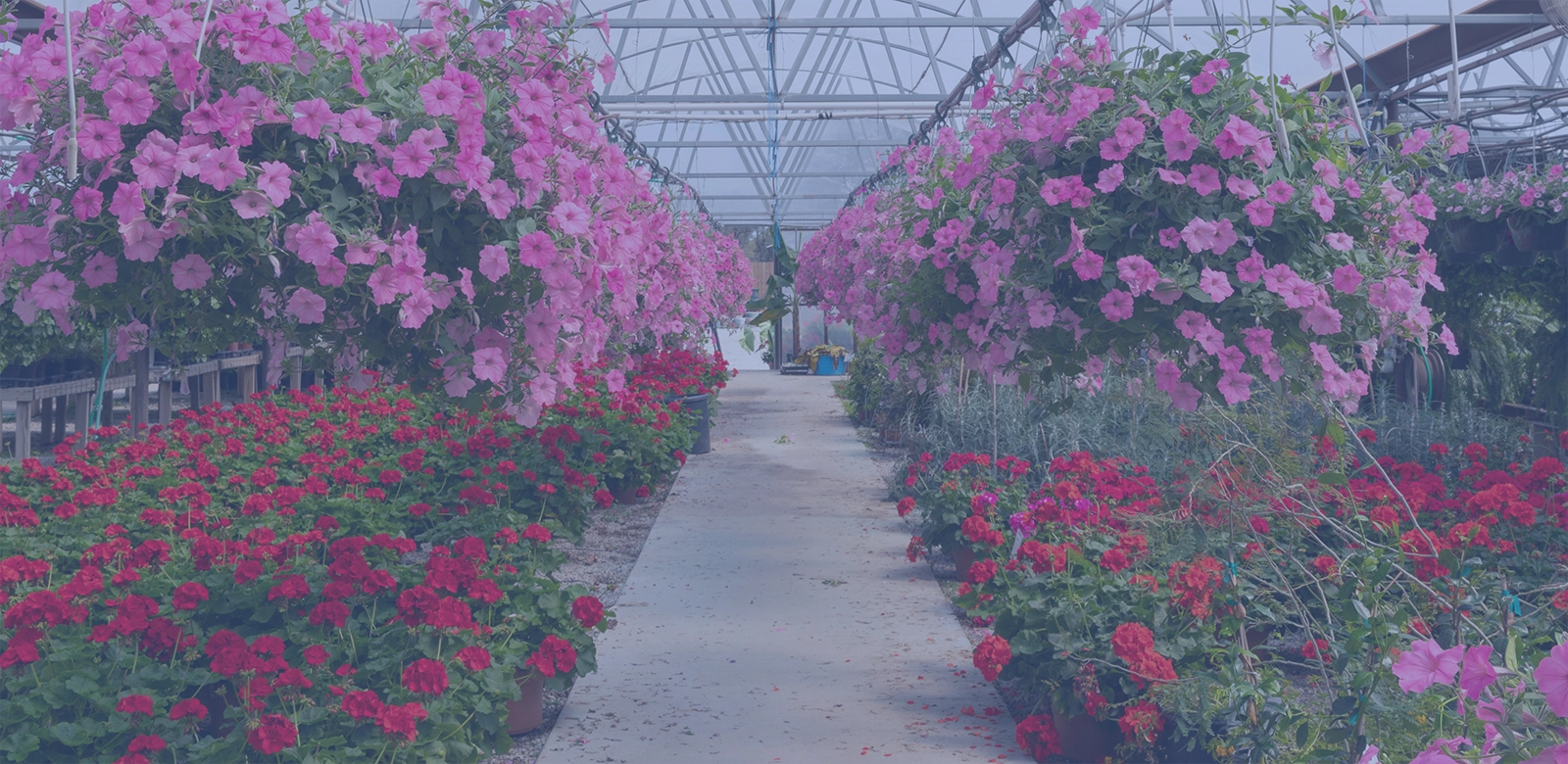 a nursery selling plants takes advantage of the fact that Cuebiq has partnered with Affinity Solutions to deliver privacy-first, holistic attribution with device-level IRL visits plus store-level sales data.